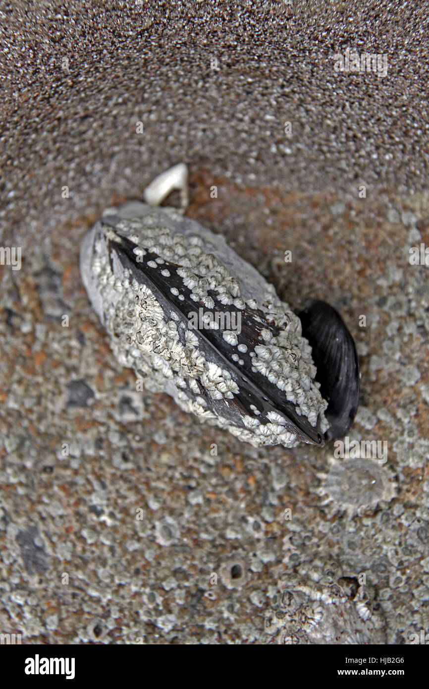 Shell, mejillón, abulón, moluscos, la fauna, la playa, el paseo marítimo, la playa, el mar, Foto de stock