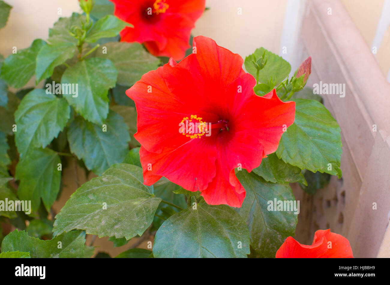 Rosa china hermosa flor tropical roja fotografías e imágenes de alta  resolución - Alamy