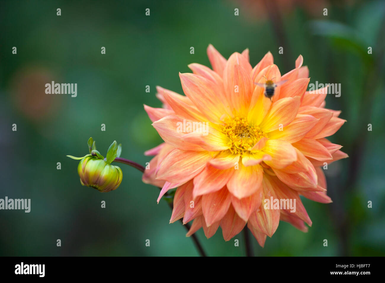 Dalia naranja y amarillo en el jardín de flores con bee Foto de stock