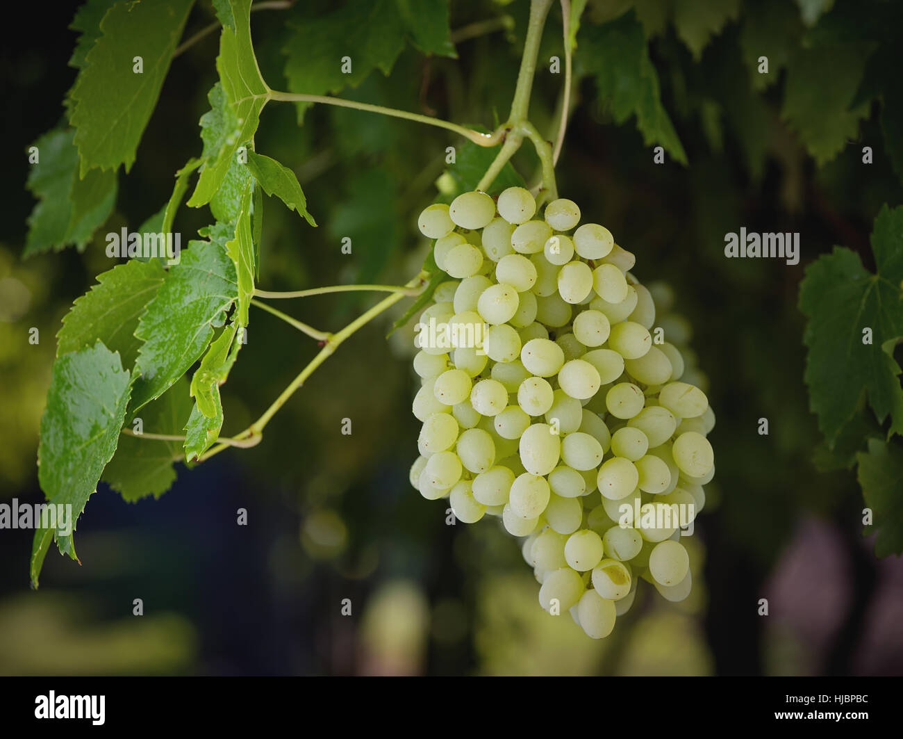 Sultana uvas en viñedos orgánicos Foto de stock