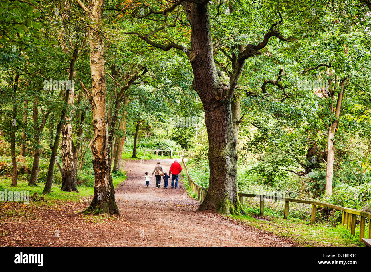 Familia caminando en el Bosque de Sherwood, Nottinghamshire, Inglaterra, Reino Unido. Foto de stock