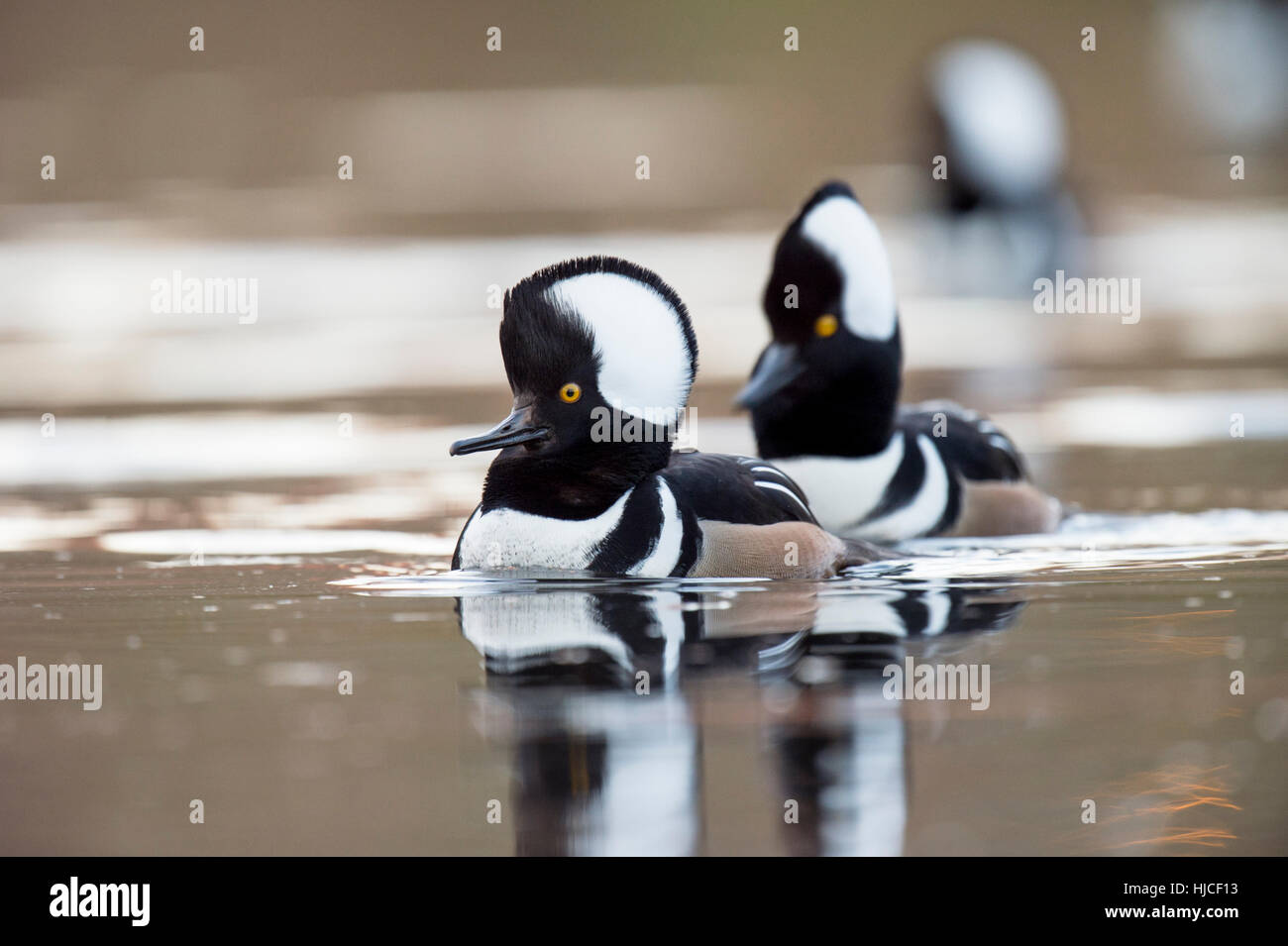 Un pequeño grupo de encapuchados Mergansers nadar en un estanque pequeño mostrando sus carcasas para las hembras cercanas. Foto de stock