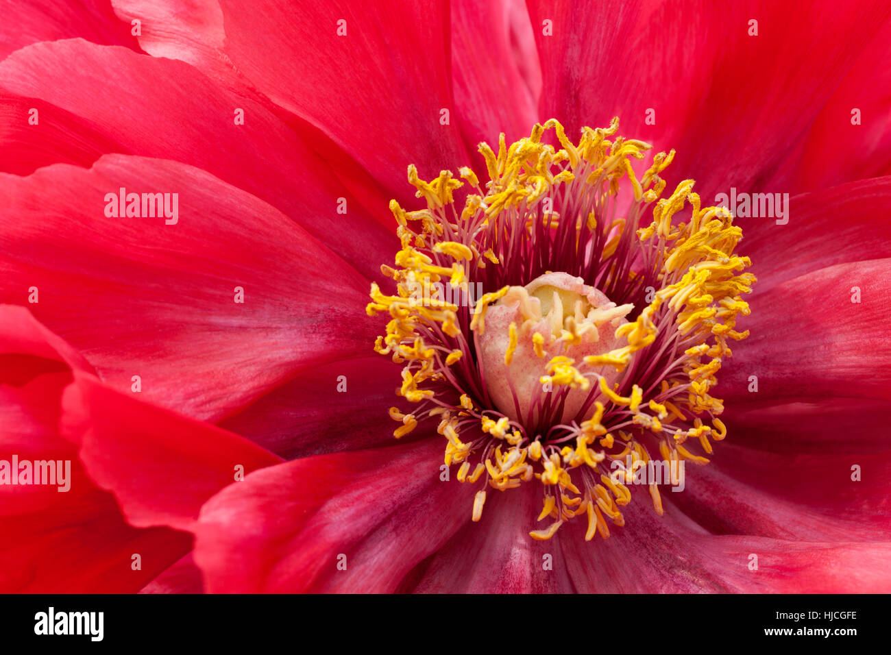 Cerca de una peonía roja pétalos con centro de estambres con el polen de las anteras de rodamiento Foto de stock