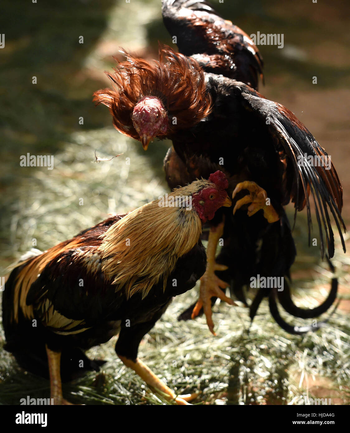 Kunming, la Provincia china de Yunnan. 24 ene, 2017. Gallos de Pelea  durante un rendimiento cockfight para celebrar el próximo año del gallo en  la Yunnan zoológico de animales salvajes en las