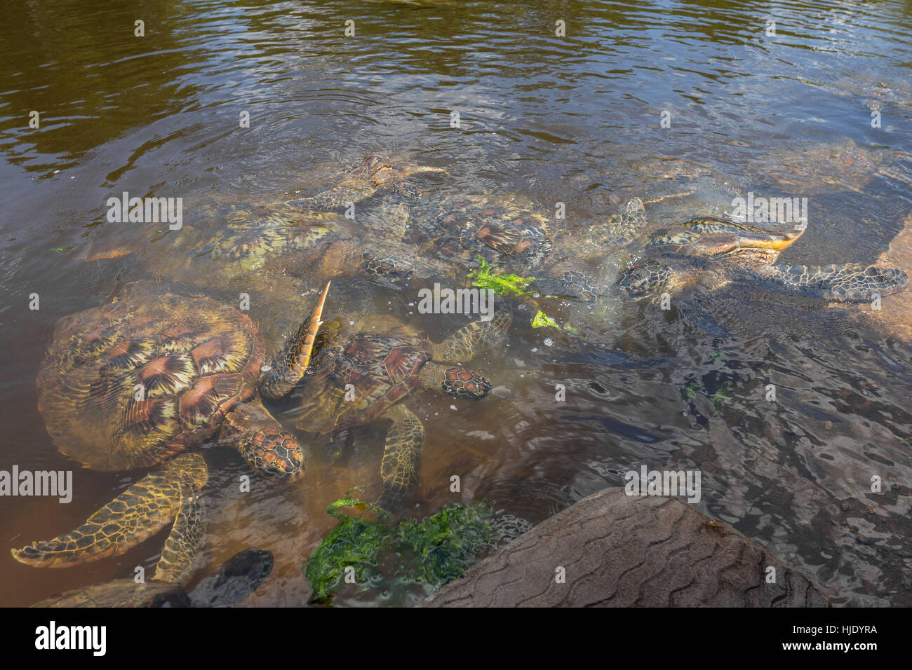 Grupo de tortugas marinas verdes alimentándose de algas, mucha competencia por el alimento, wsimming hacia la comida, Zanzíbar, Tanzania, África Foto de stock