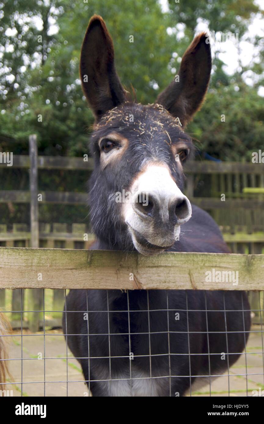 Burro blanco y negro fotografías e imágenes de alta resolución Alamy