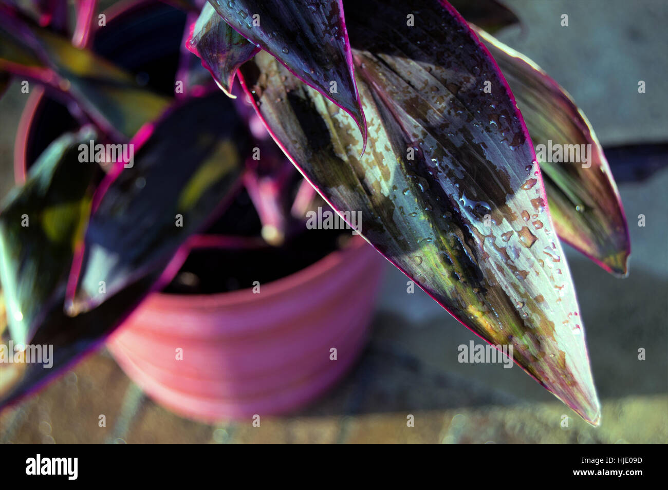 Una hermana roja(Cordyline Terminalis cordyline) planta en un pote de rayas naranja con gotas de agua en el borde de una de sus hojas. Foto de stock