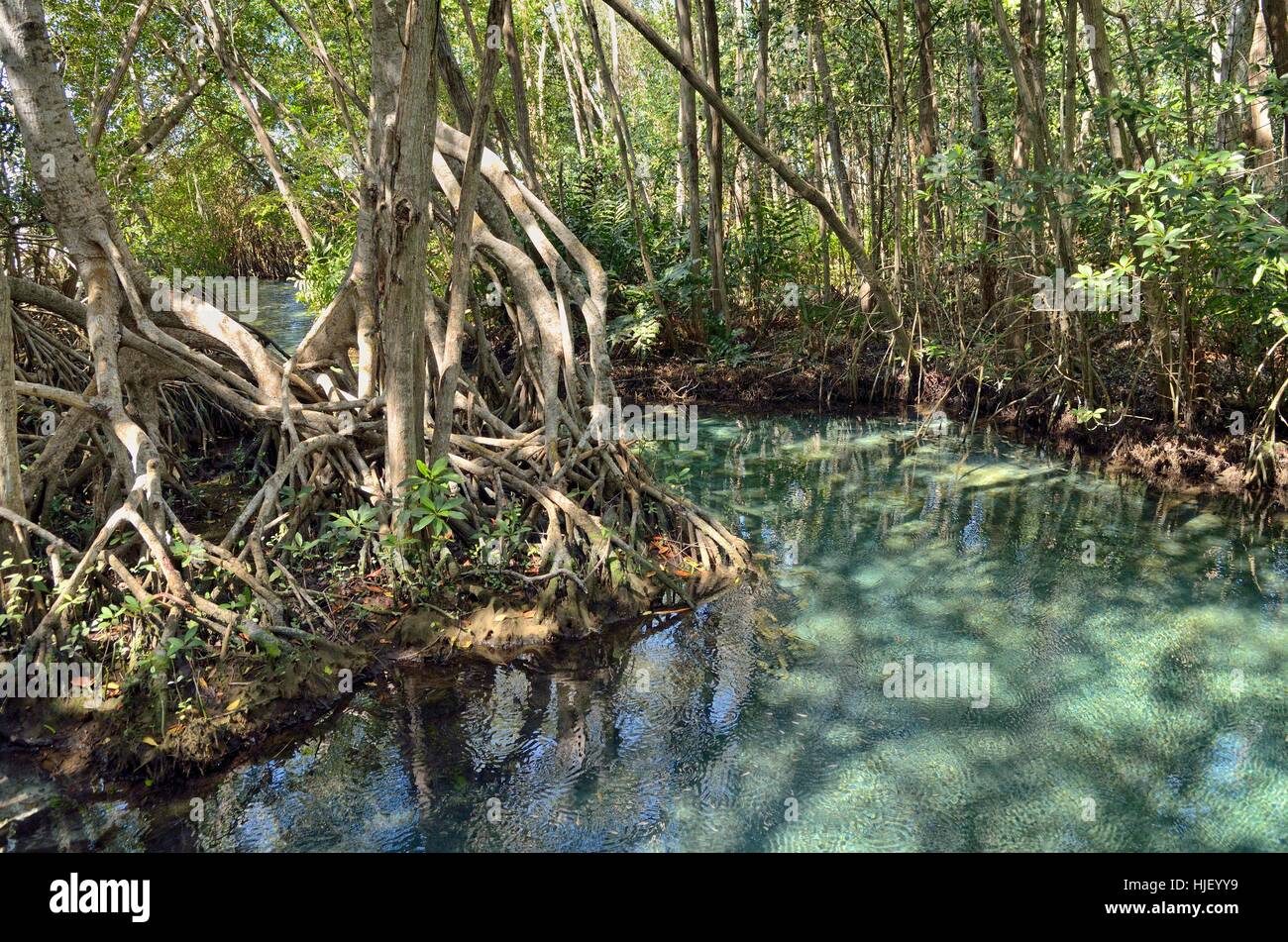Fuente de agua dulce en el bosque de mangle (Rhizophora), cerca de Celestún, Yucatán, México. Foto de stock