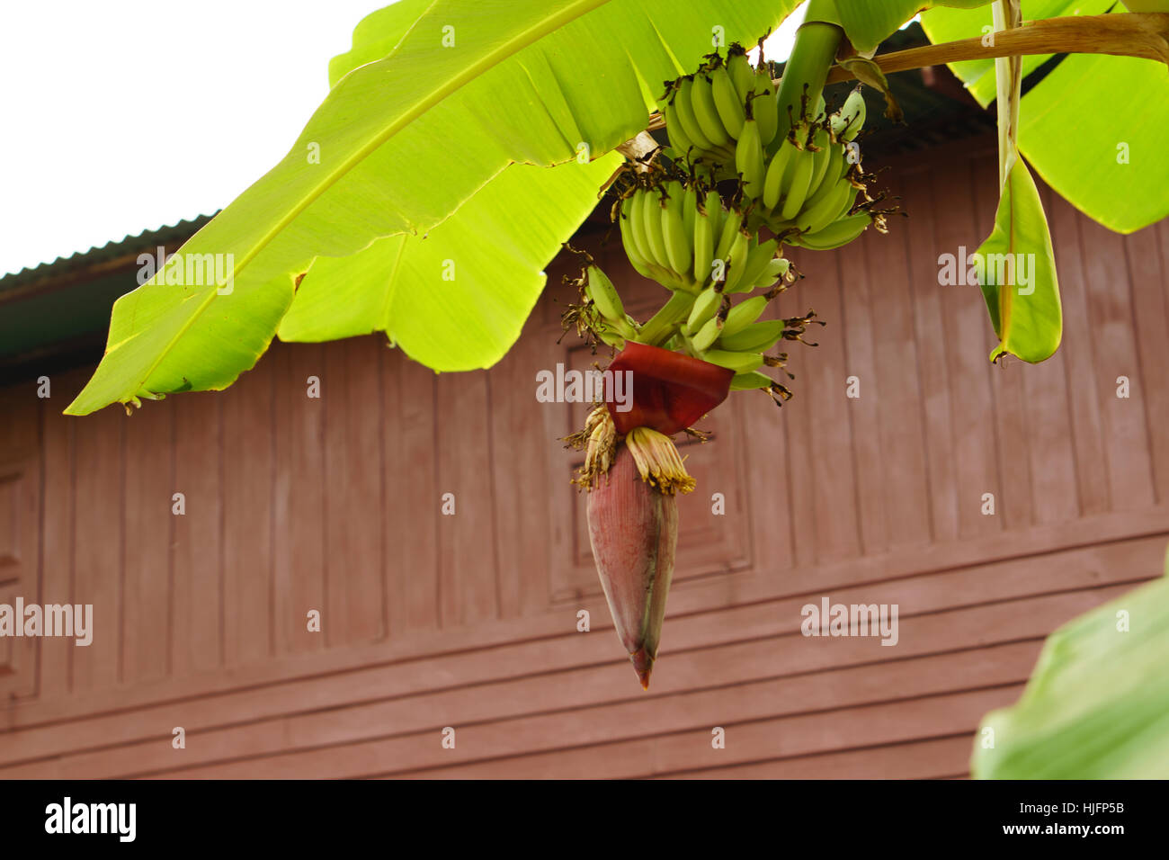 Flores de banano bloomin Foto de stock