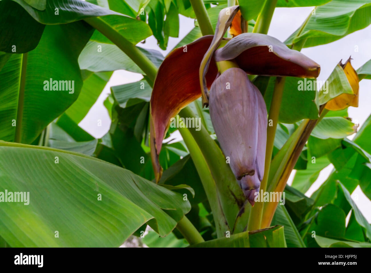 Flores de banano y plátano rojo hermosa flor colgando de banano en el jardín Foto de stock