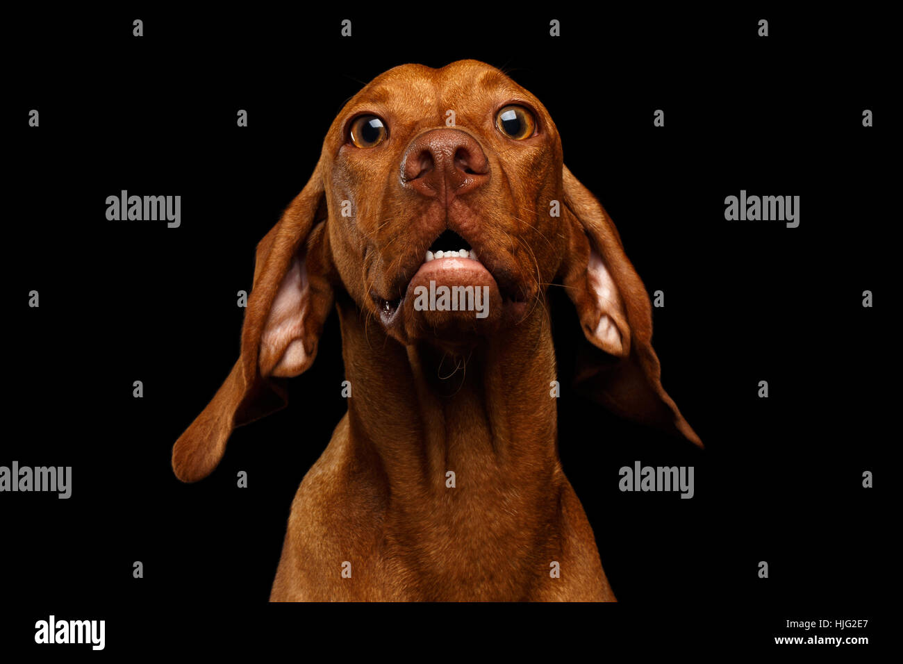 Perro sorprendido fotografías e imágenes de alta resolución - Alamy