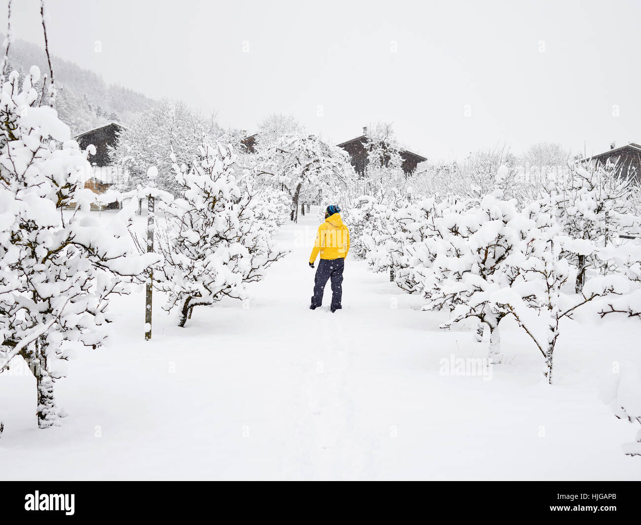 Hombre con chaqueta de invierno amarilla en huerto, invierno, nieve, Kolsass, Tirol, Austria Foto de stock