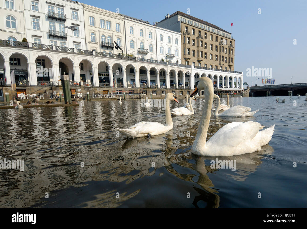 Los cisnes (Cygnini), Binnenalster, Hamburgo, Alemania. Foto de stock