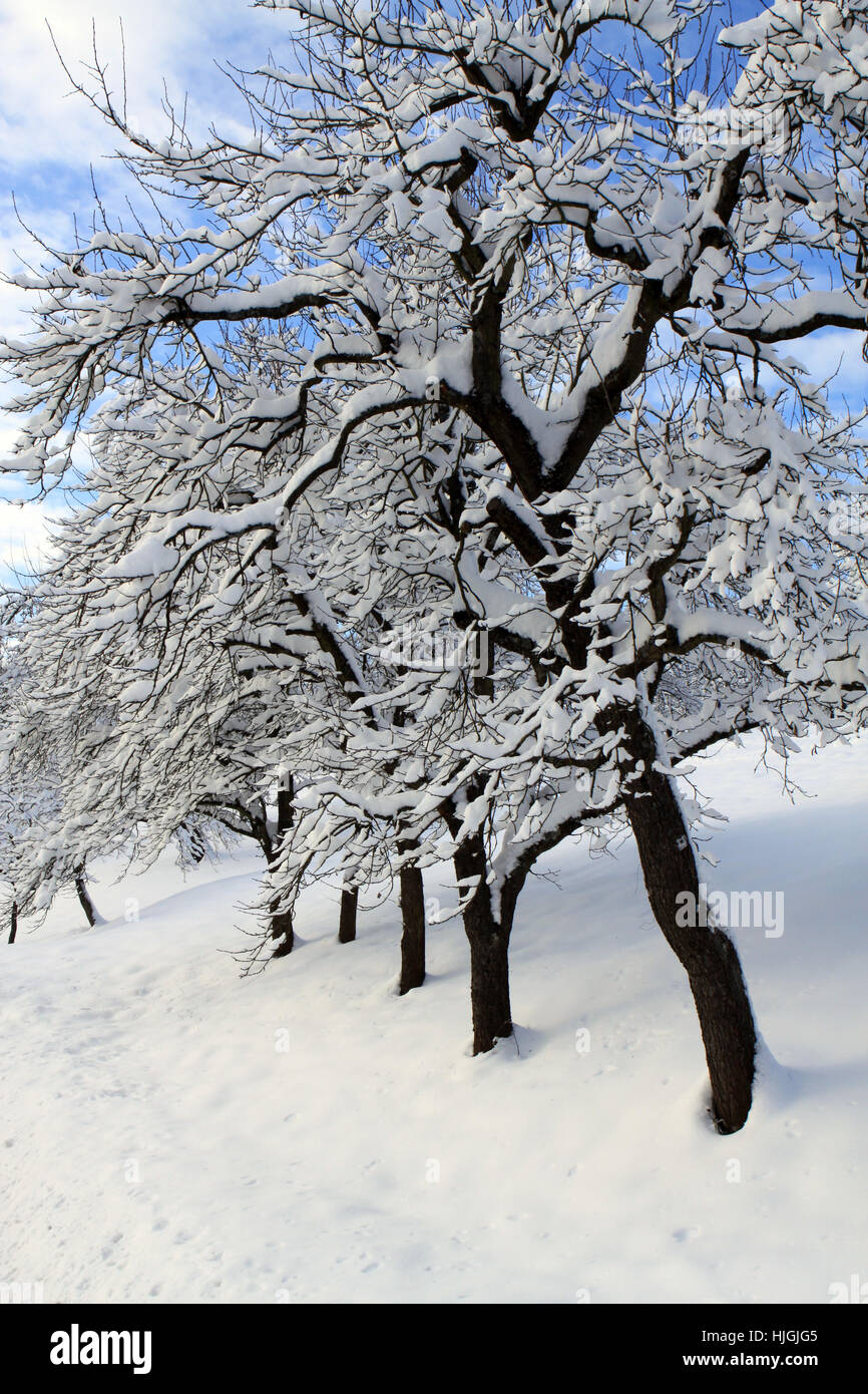 Árbol, invierno, paisaje de invierno, el árbol, los árboles, el invierno  frío, con nieve, hielo, invierno Fotografía de stock - Alamy