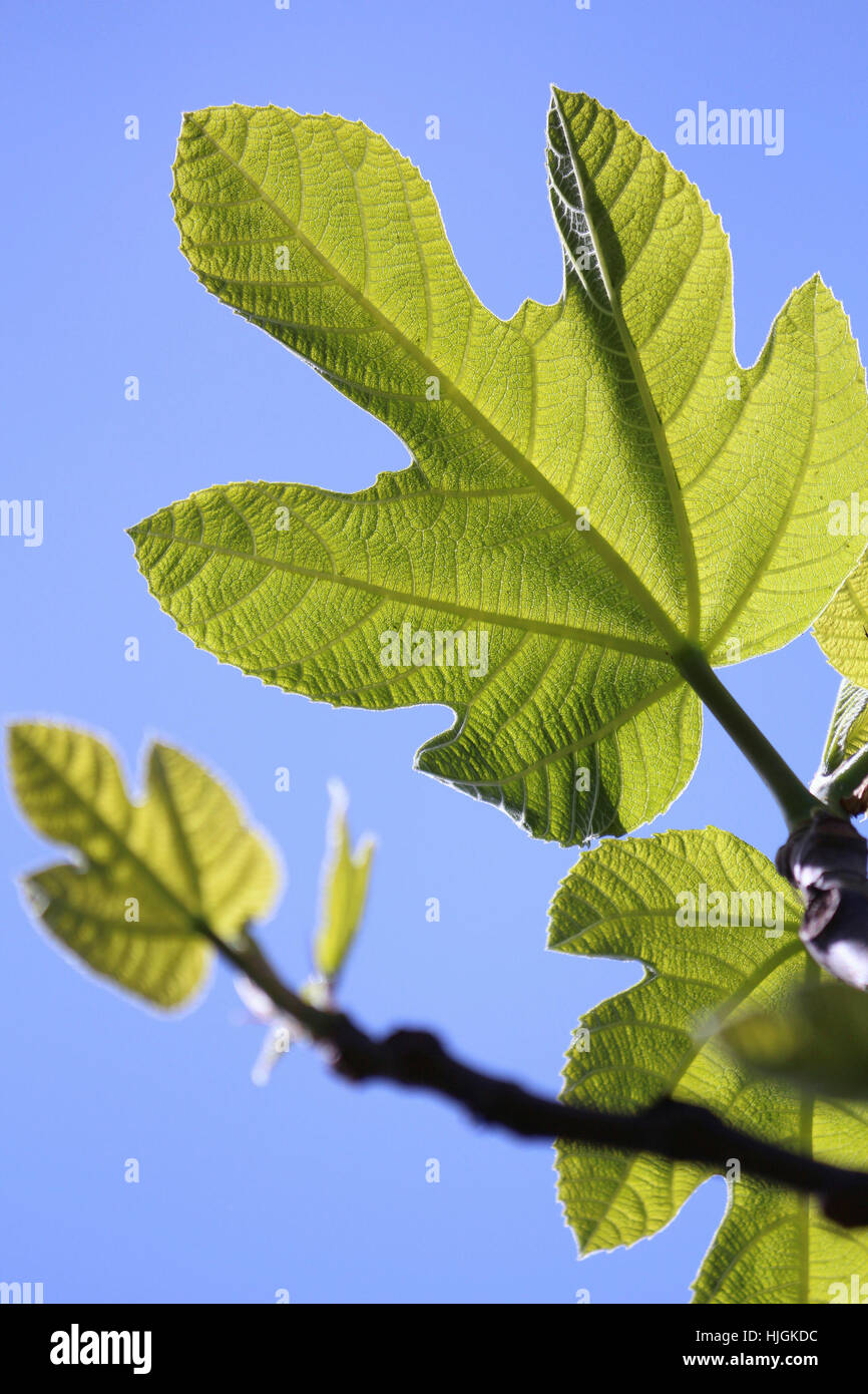 Árbol de hoja caduca, hoja de parra, planta, árbol de hoja caduca, hoja