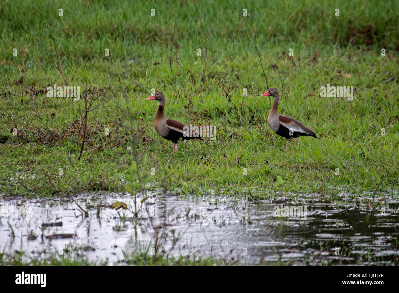Curva negro silbido patos en pantanos en Brasil Foto de stock