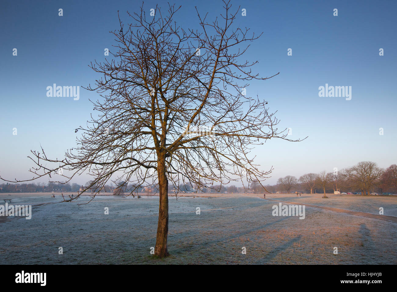 Temprano en la mañana las temperaturas de congelación en Rushmore Pond, Wimbledon, al suroeste de Londres, Inglaterra, Reino Unido. Foto de stock