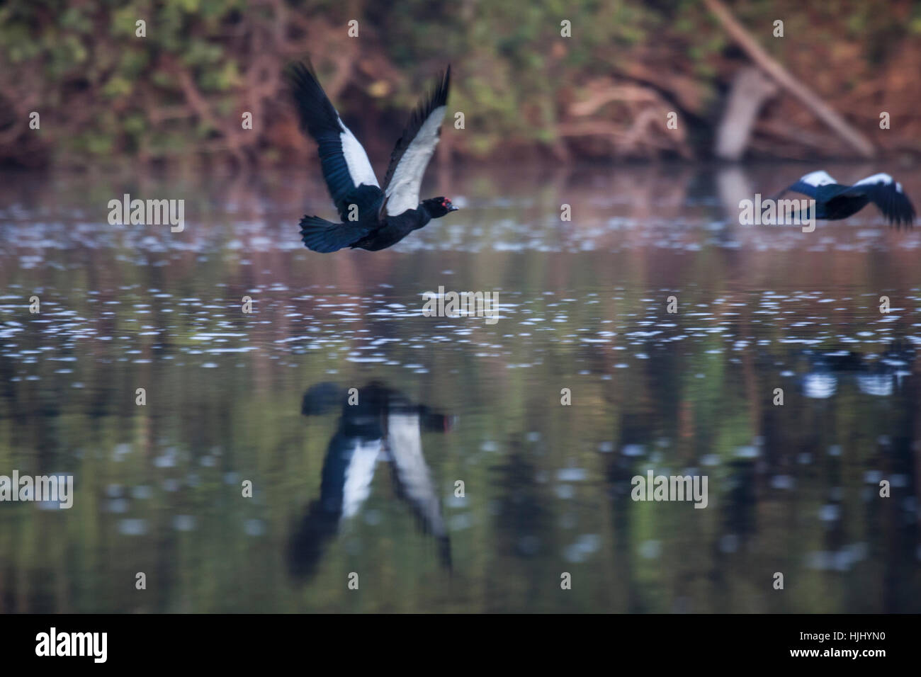 Patos Muscovy volando a lo largo de río en la cuenca del Amazonas en Brasil  Fotografía de stock - Alamy