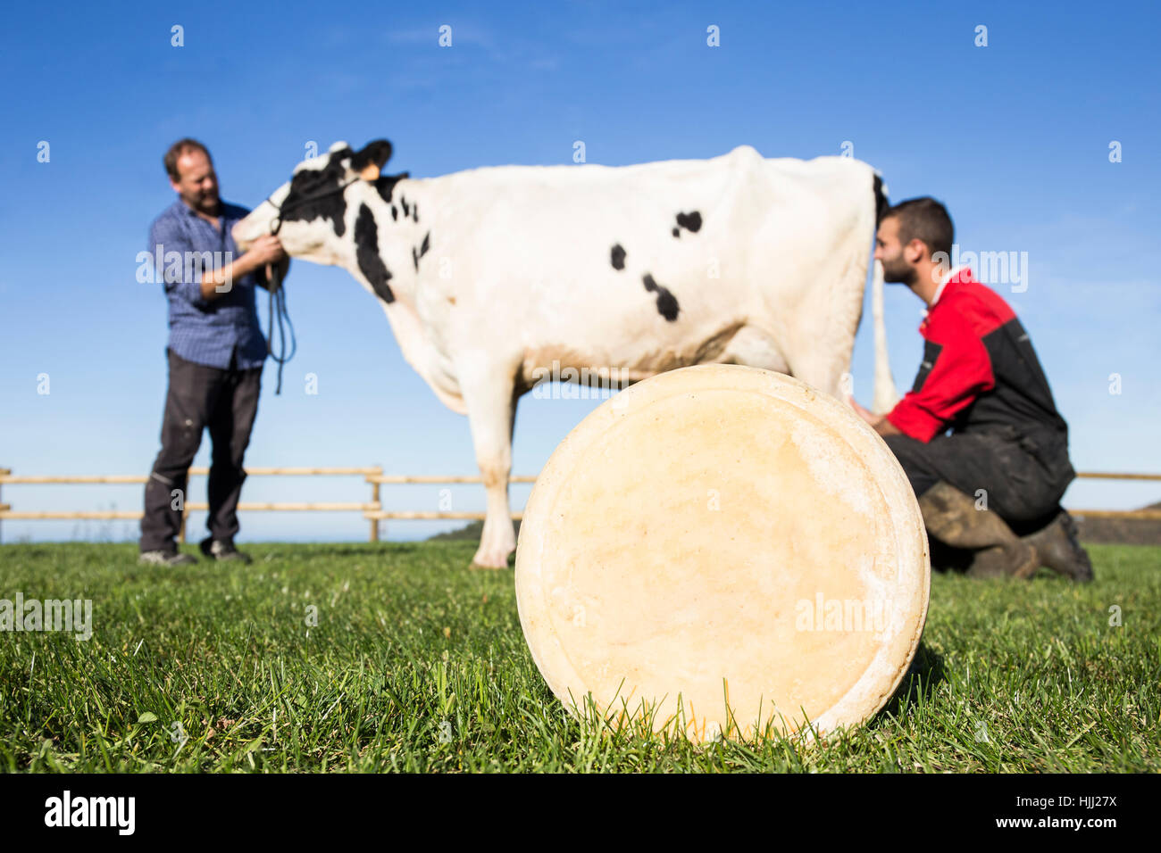 Queso de vaca y los agricultores en el fondo de una pastura Foto de stock