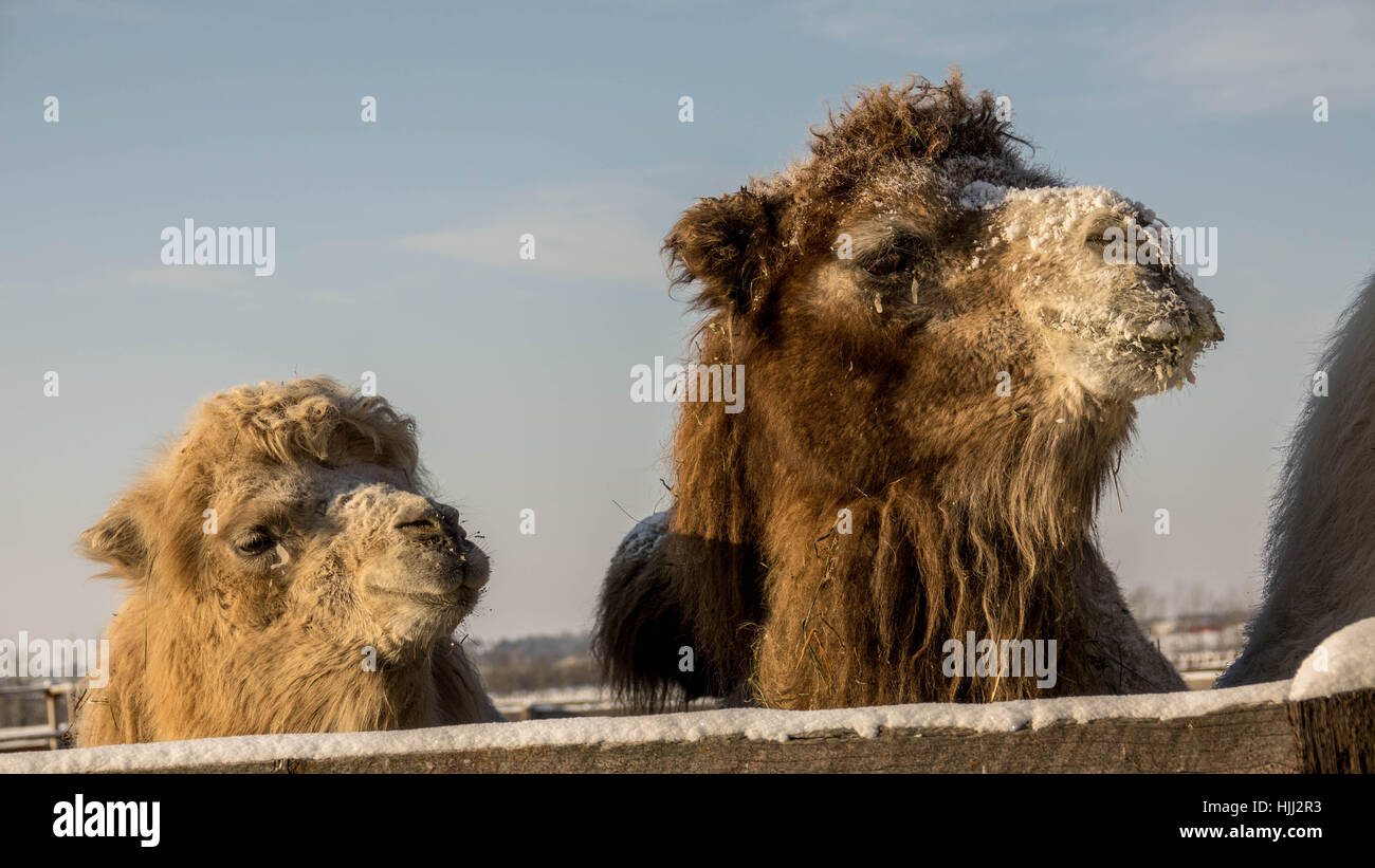 Blanco bisontes, camellos, animales raros en el centro de Alberta Foto de stock