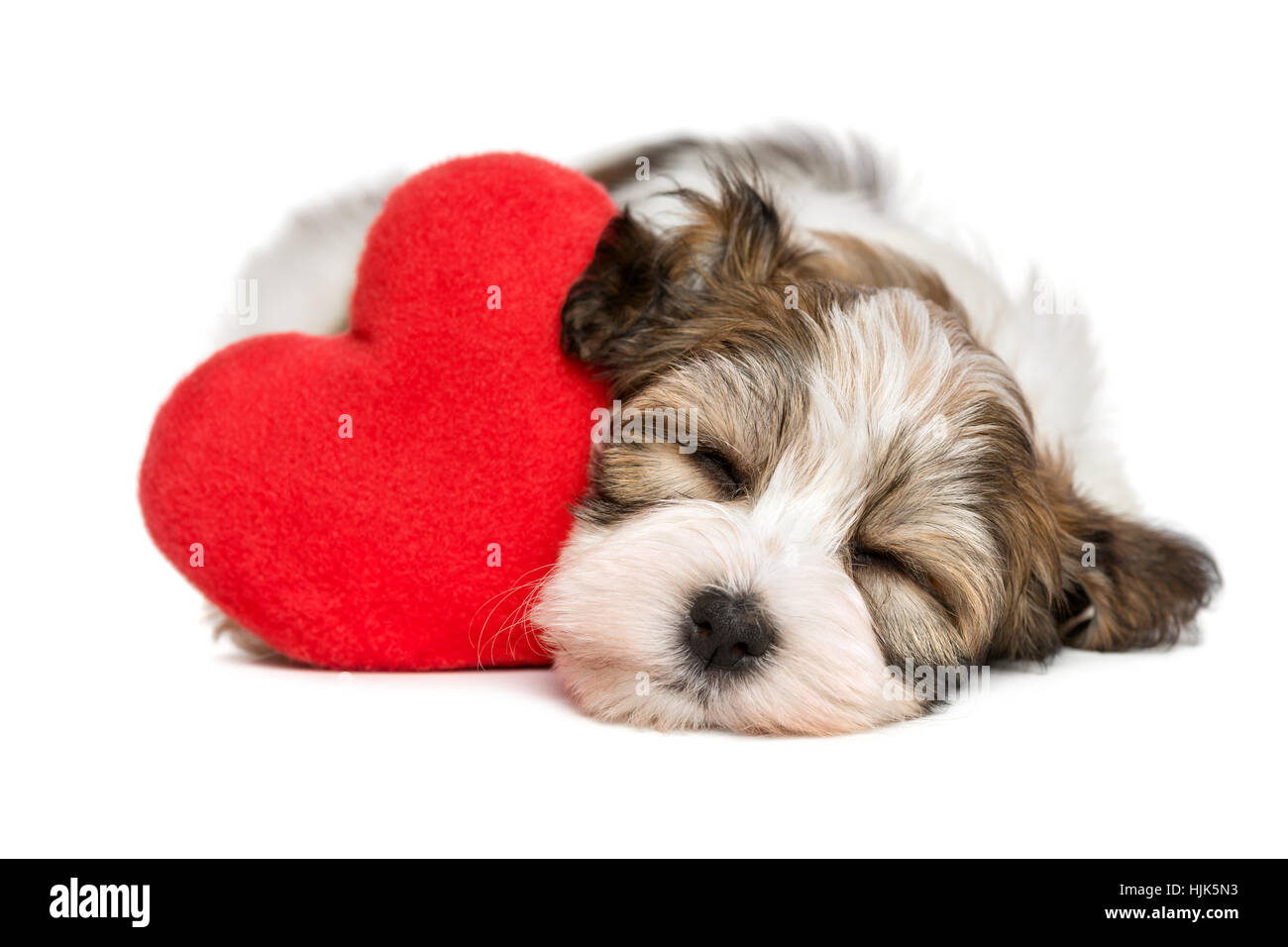 Amante Valentine Habanero perrito duerme y sueña con un corazón rojo Foto de stock