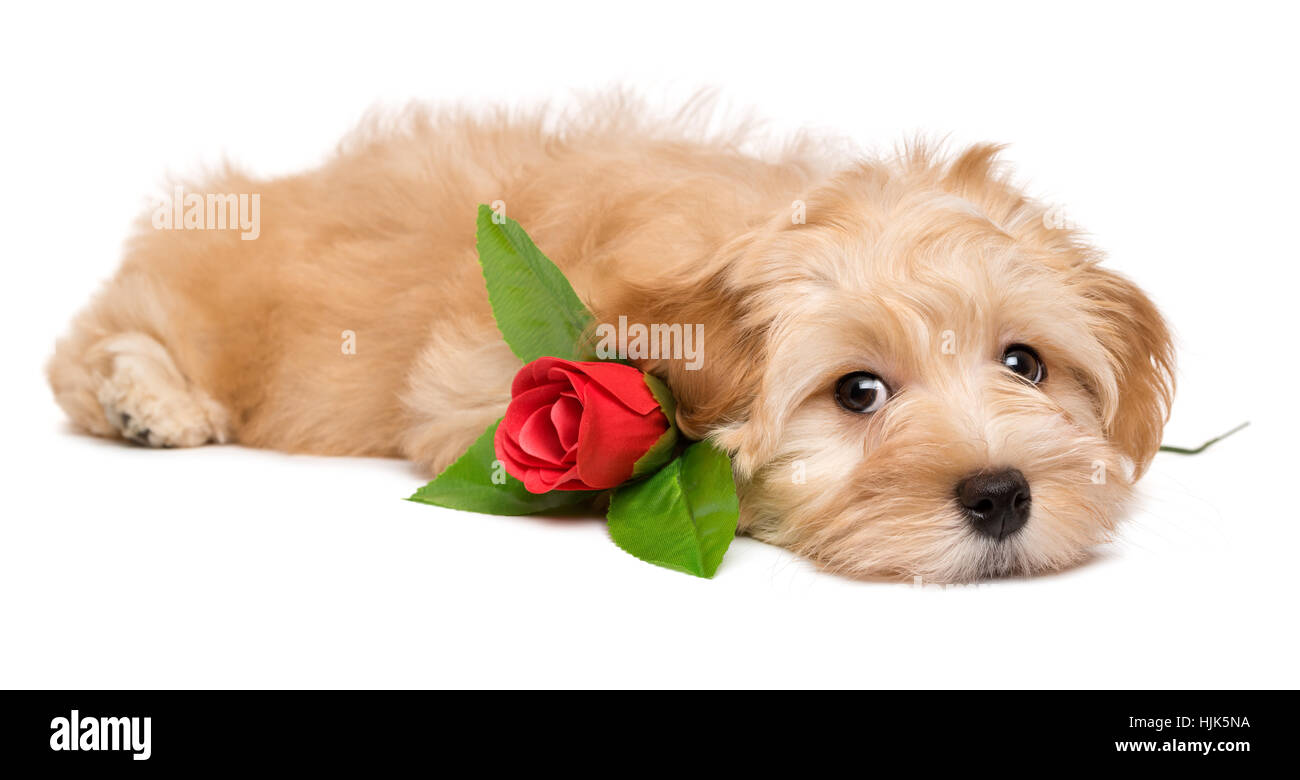 Lindo perrito Habanero amante acostado con una rosa roja artificial Foto de stock