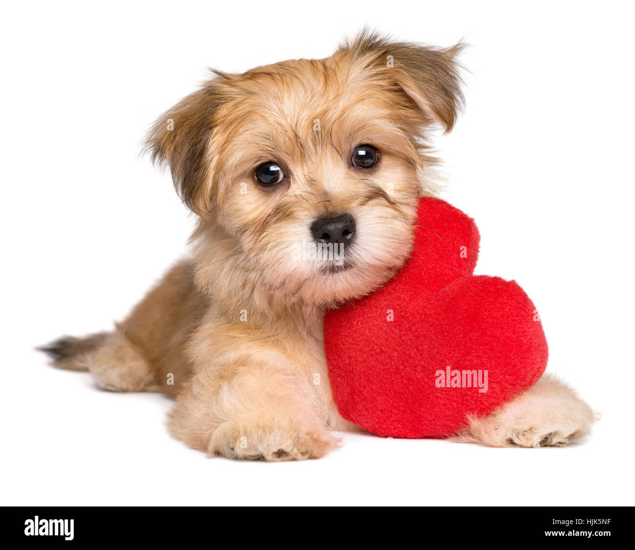Amante Valentine Habanero perrito tumbado con un corazón rojo Foto de stock