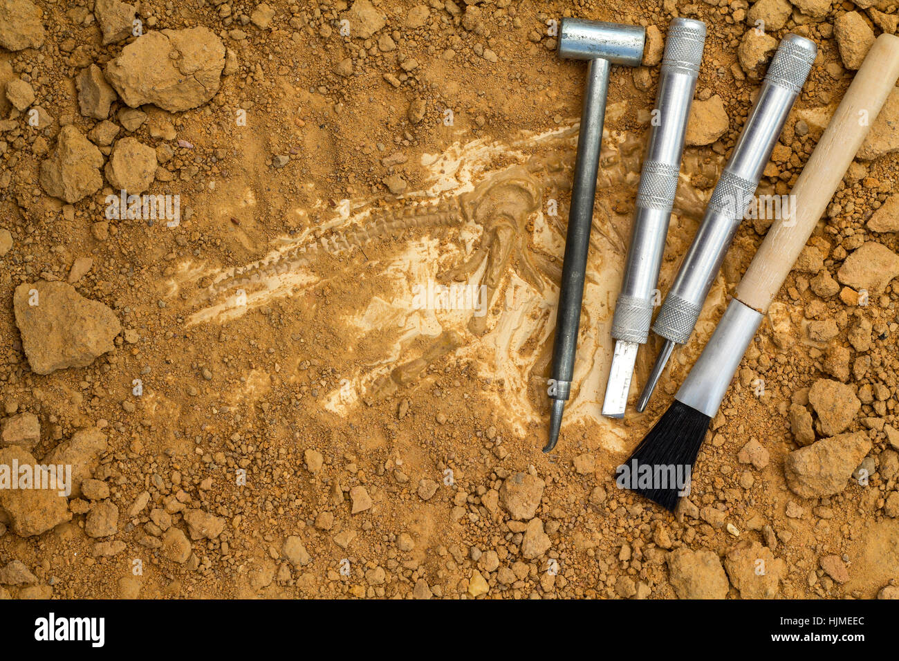 El esqueleto y arqueológico.La capacitación herramientas para excavar  fósiles.igual que cavar real simulado Fotografía de stock - Alamy