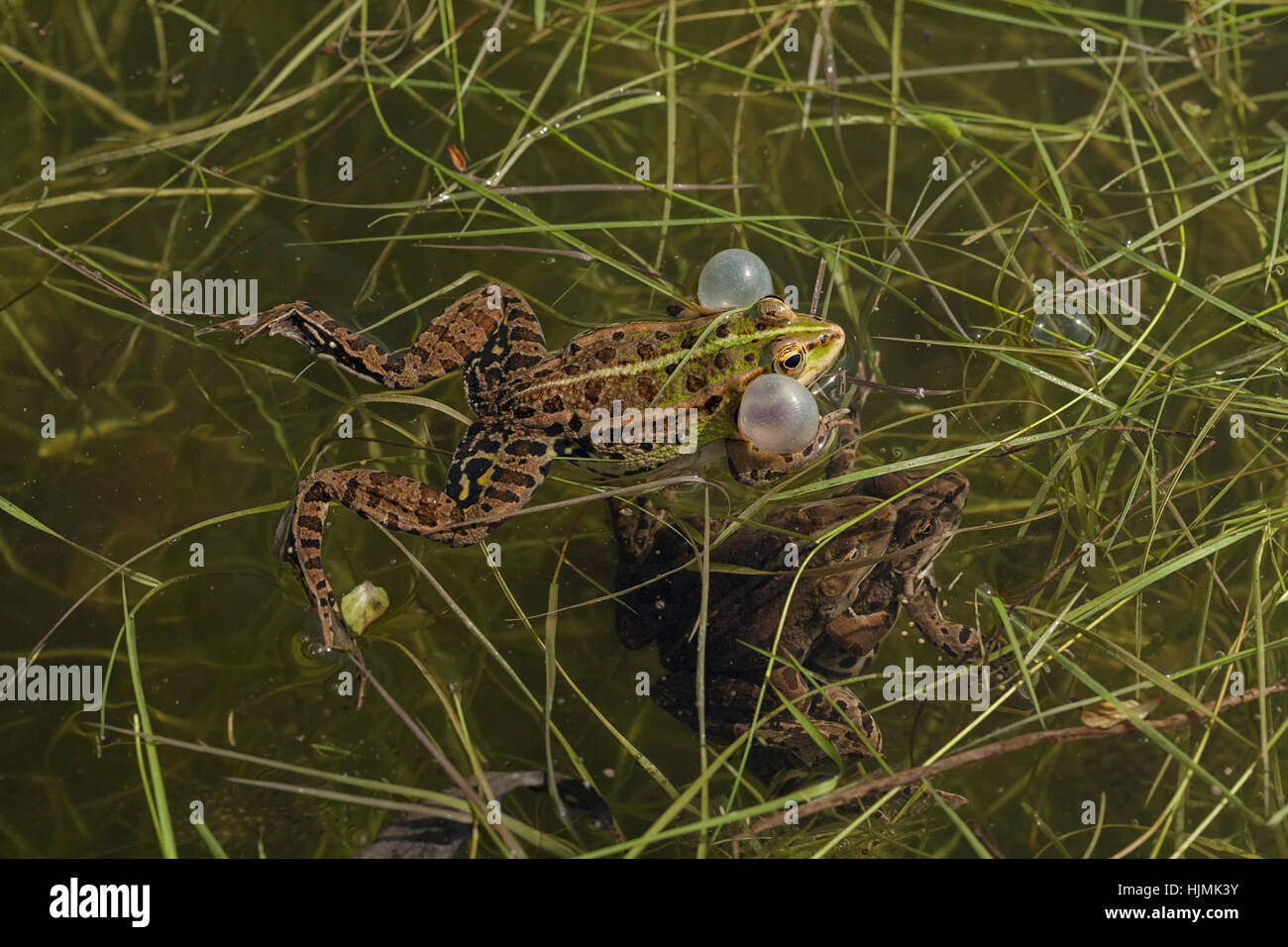 Hombres ranas verdes con sacos vocales en las esquinas de la mandíbula, la profundidad de campo de nota Foto de stock