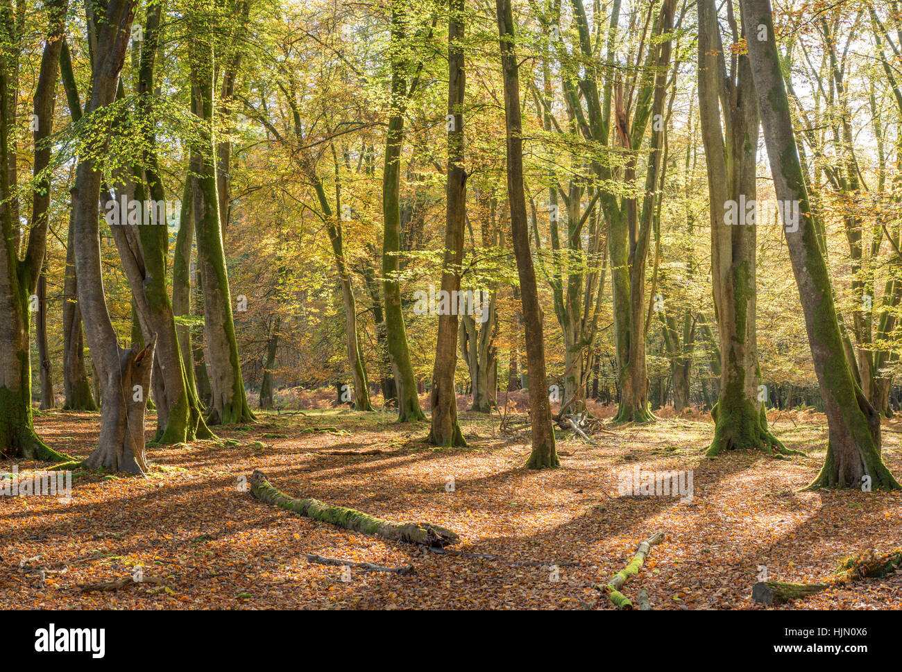 Los colores de otoño, el bosque de hayas, New Forest, Hampshire Foto de stock