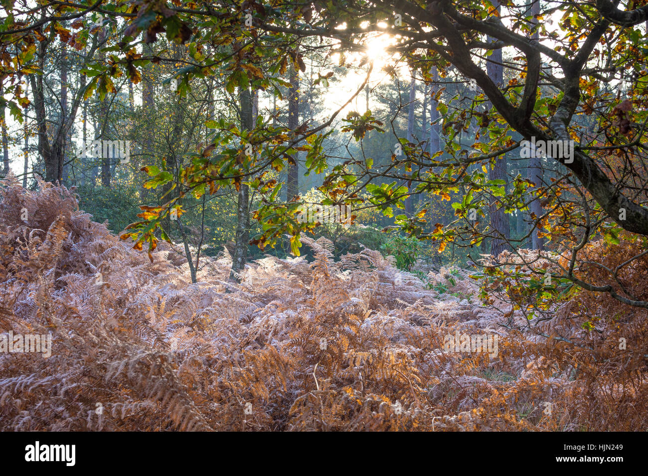 Los haces de luz solar a través de un bosque de pinos Foto de stock