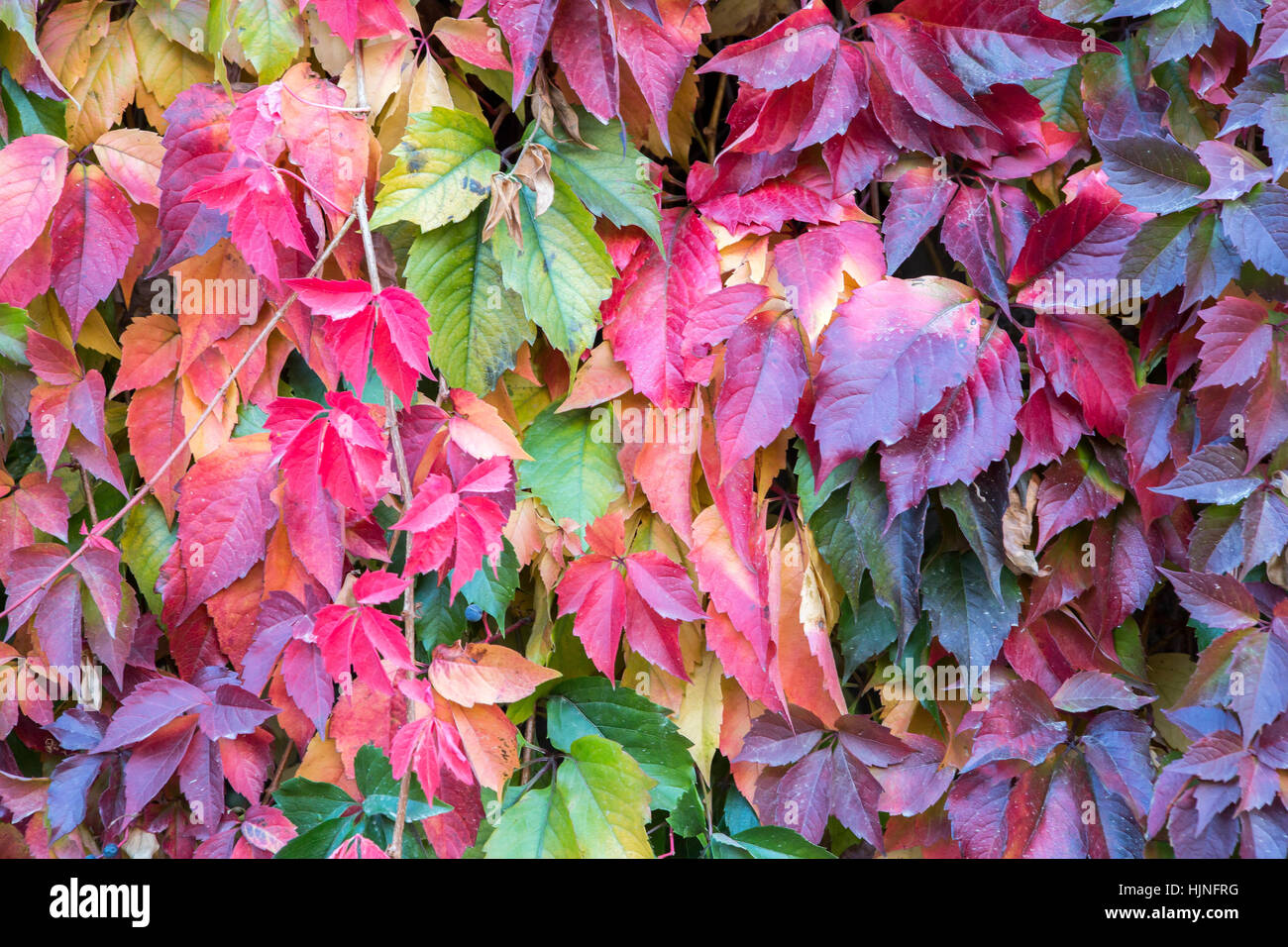 Hojas lentas de otoño colorido junto con hojas verdes en Canakkale, Turquía Foto de stock