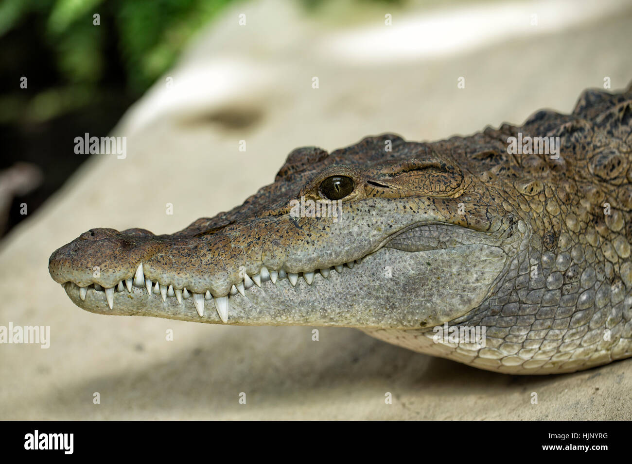 Reptil, cocodrilo, lagarto, caimán, Filipinas, macro, macro, macro  Fotografía de stock - Alamy