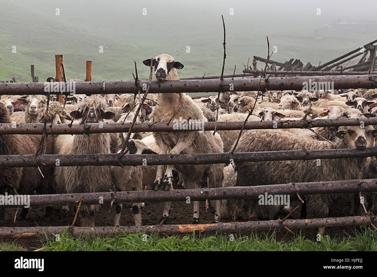 Ovejas en la pradera de la niebla en el césped cubierto de rocío tras las  rejas Fotografía de stock - Alamy