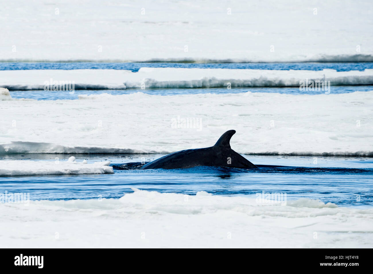 La aleta dorsal de una Ballena Minke nadando en un agujero en el hielo del mar. Foto de stock