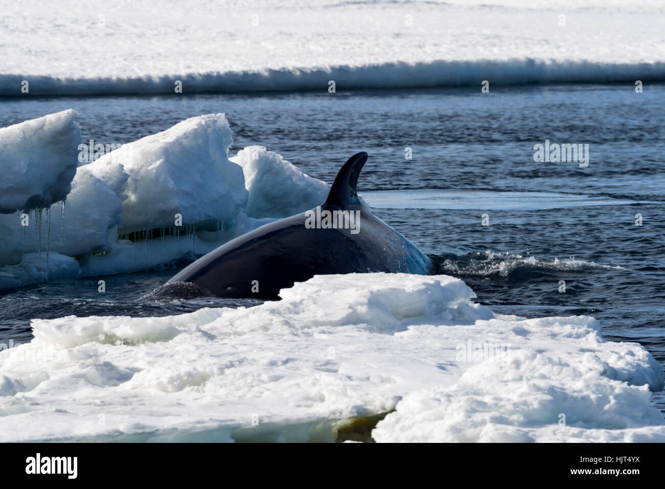La aleta dorsal de una Ballena Minke nadando en un agujero en el hielo del mar. Foto de stock