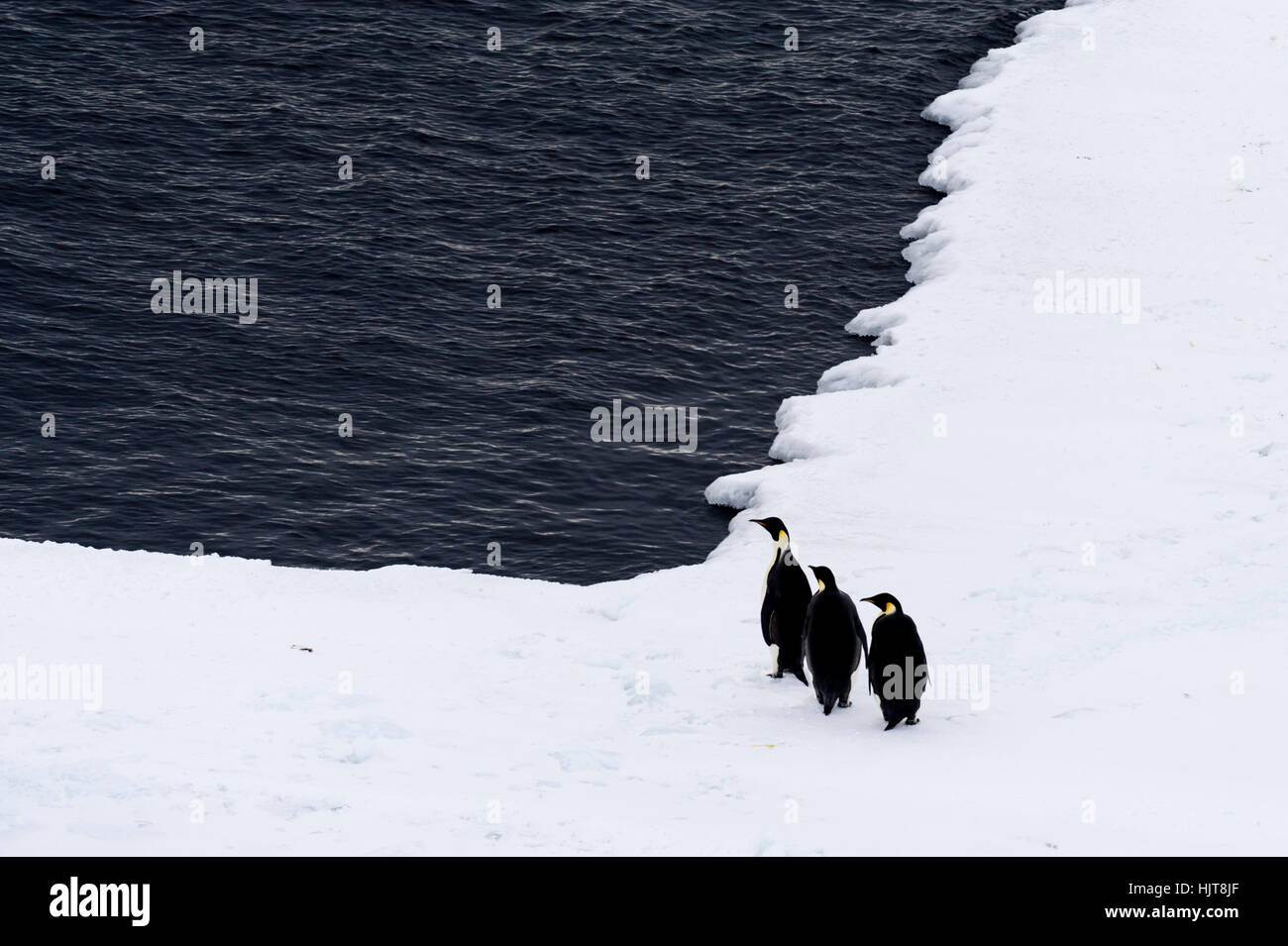 Un trío de Pingüinos Emperador descansando sobre el borde de hielo al mar. Foto de stock