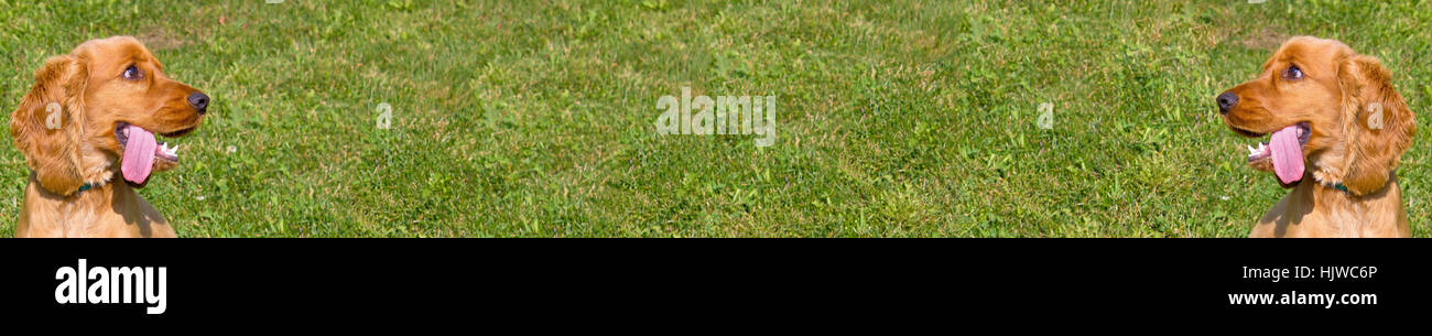 Cocker Spaniel panorama amplio con pasto (fondo de pantalla) amable Foto de stock