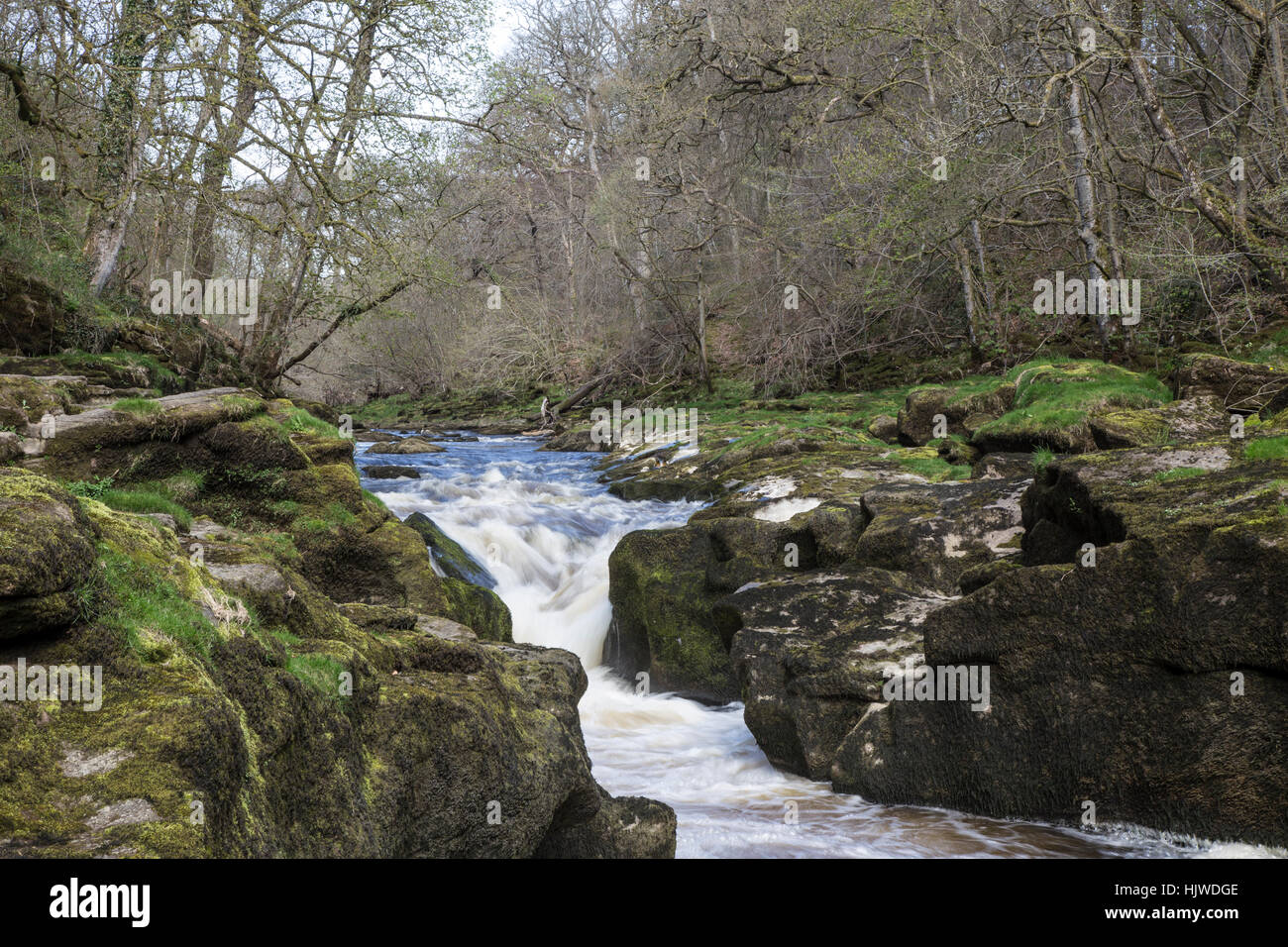 Los Strid, en Bolton Abbey, Valles de Yorkshire, Reino Unido Foto de stock