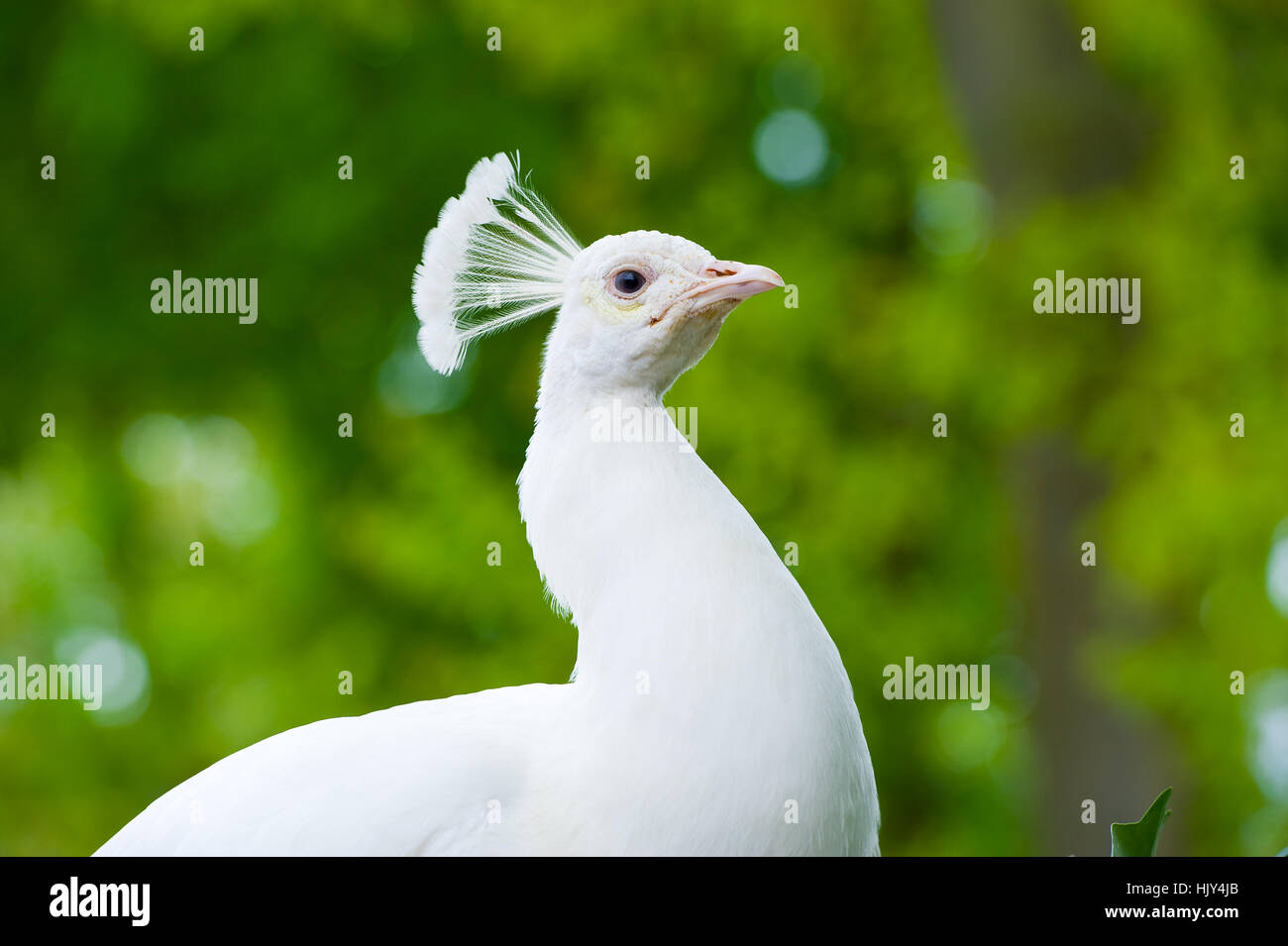 Gorro de plumas de pavo real fotografías e imágenes de alta resolución -  Alamy