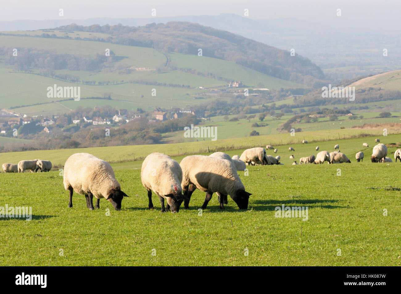 Una bandada de Suffolk ovejas pastan en los South Downs, Cerca Clayton, Sussex, Inglaterra, Reino Unido. Foto de stock