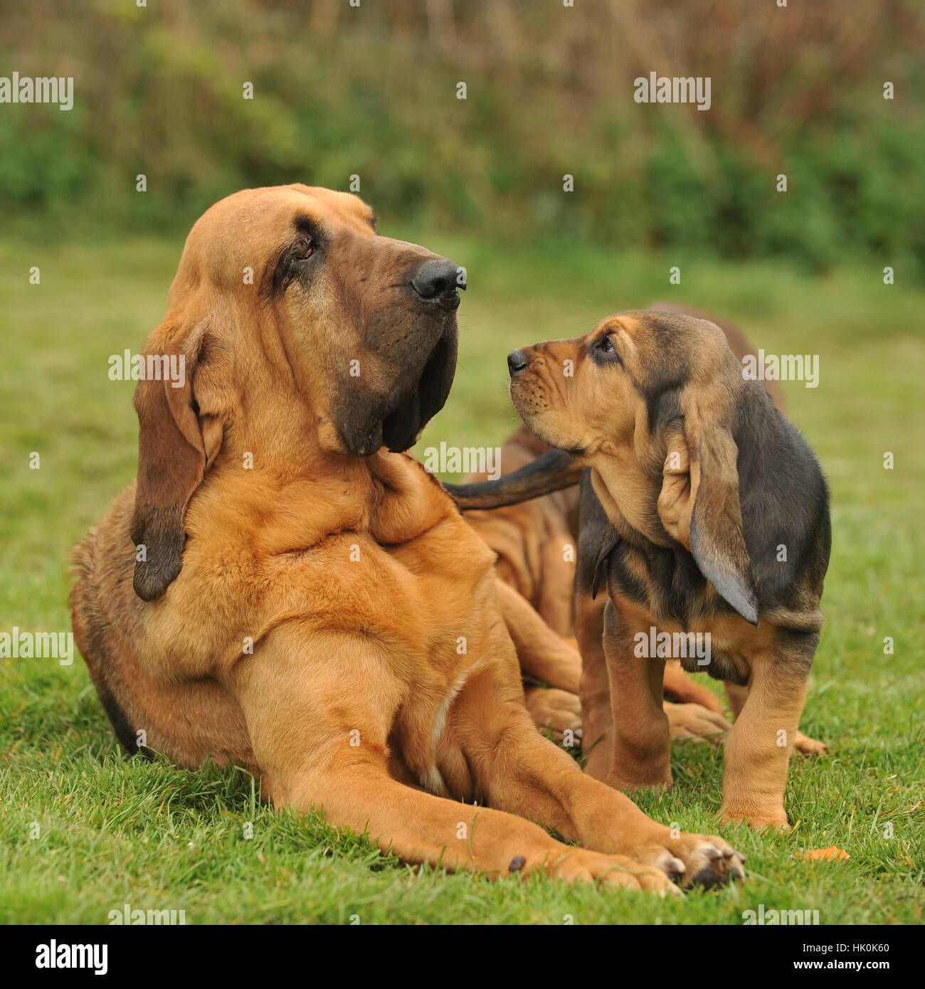 bloodhound y su cachorro Fotografía de stock - Alamy