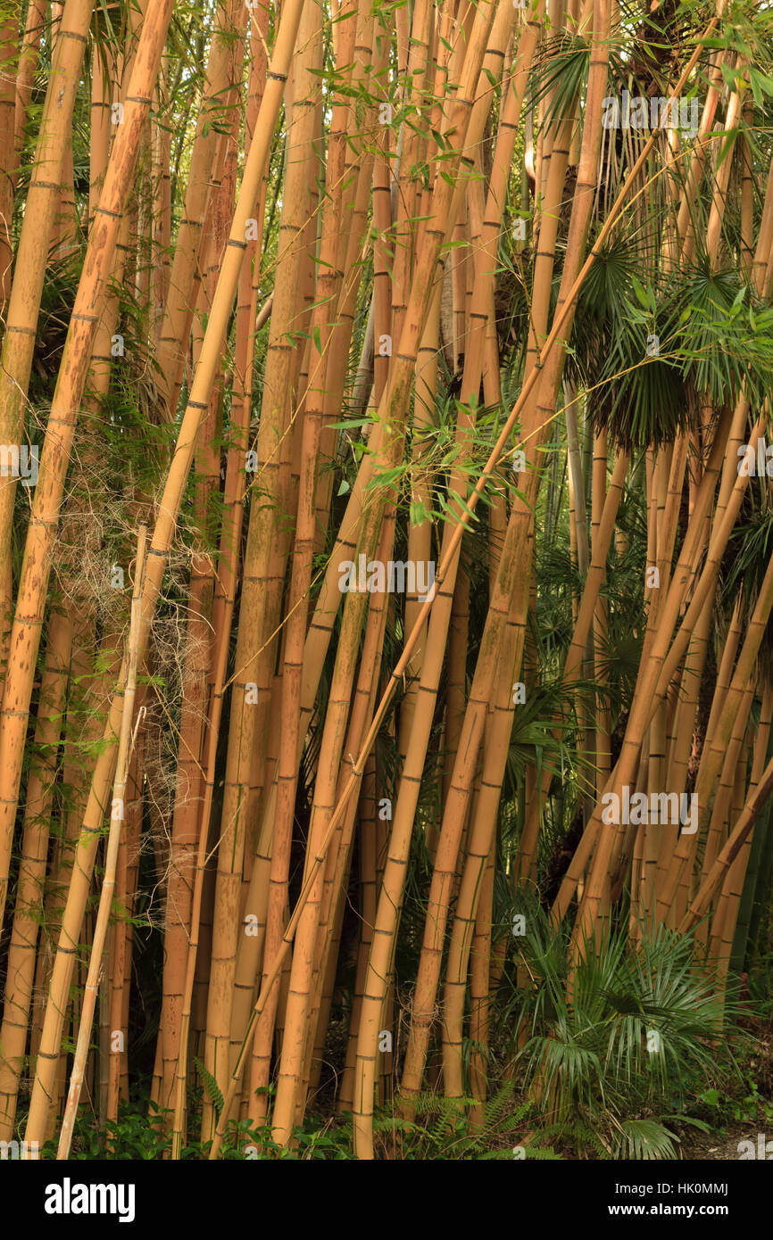 Bambú "Robert Young' Phyllostachys viridis 'Robert Young '. (= Phyllostachys sulphurea 'Robert Young') Foto de stock