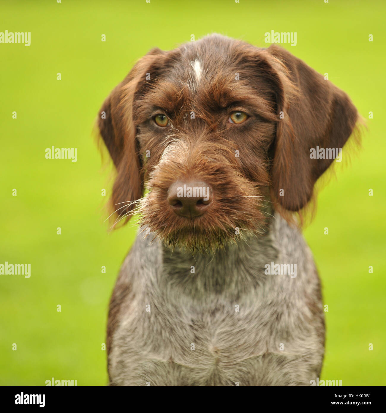 Cachorro drahthaar fotografías e imágenes de alta resolución - Alamy