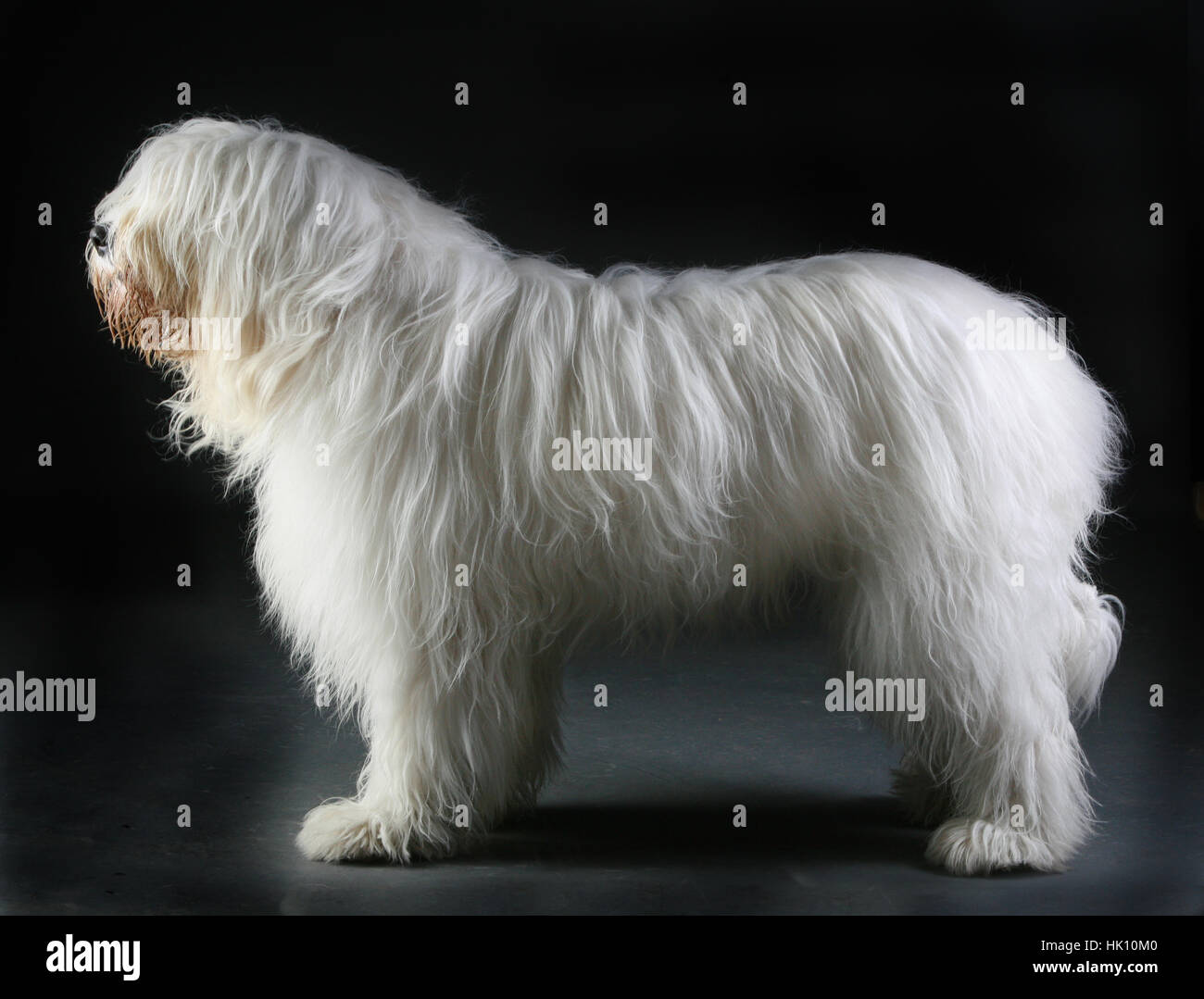 Aparecer Cósmico Plausible Perro pastor ruso del sur fotografías e imágenes de alta resolución - Alamy