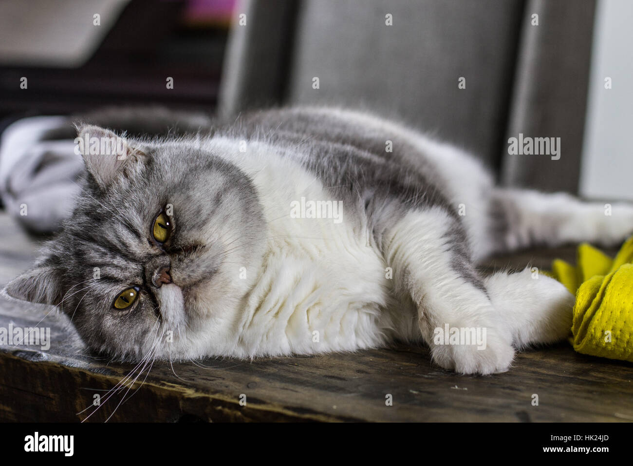 Kung fu kitty fotografías e imágenes de alta resolución - Alamy