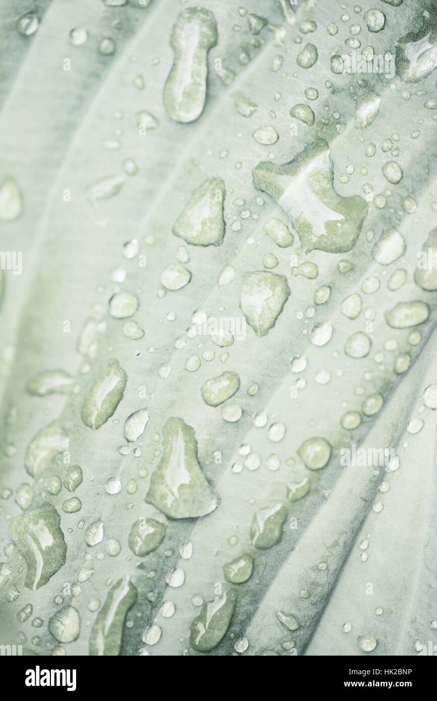 Hoja verde húmedo con caídas de agua cerca. Detalle de la naturaleza. Foto de stock