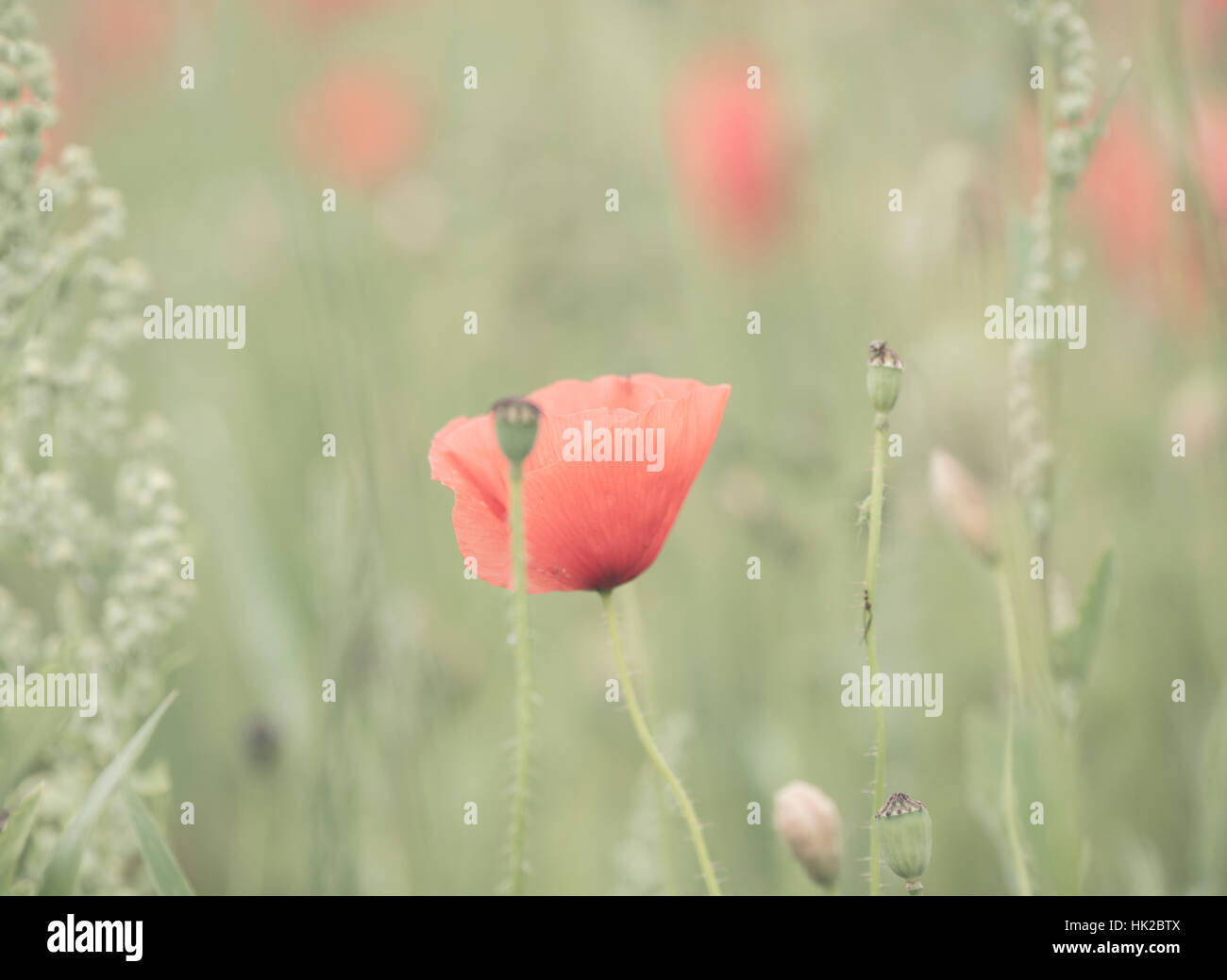 El cultivo de flores de amapola en el campo. Detalle de la naturaleza a partir del verano de prado en Suecia. Foto de stock