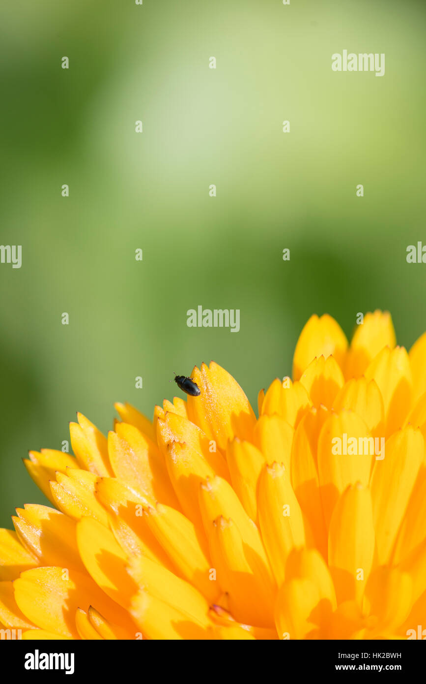 Cierre de flor amarilla brillante y pequeño insecto en el jardín. Detalle de la naturaleza con espacio de copia. Foto de stock