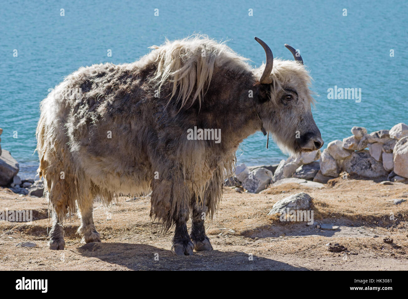 Un yak cerca del lago Gokyo en Nepal Foto de stock